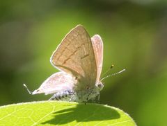 Hypolycaena philippus
