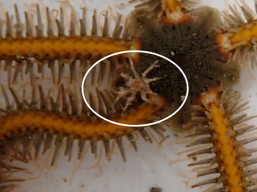 Achelia echinata · iNaturalist United Kingdom