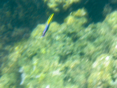 Labroides phthirophagus