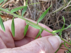 Liatris hesperelegans