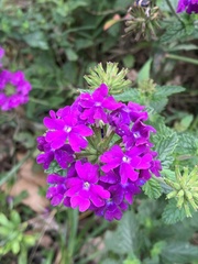 Glandularia megapotamica