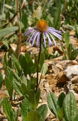 Aster flaccidus