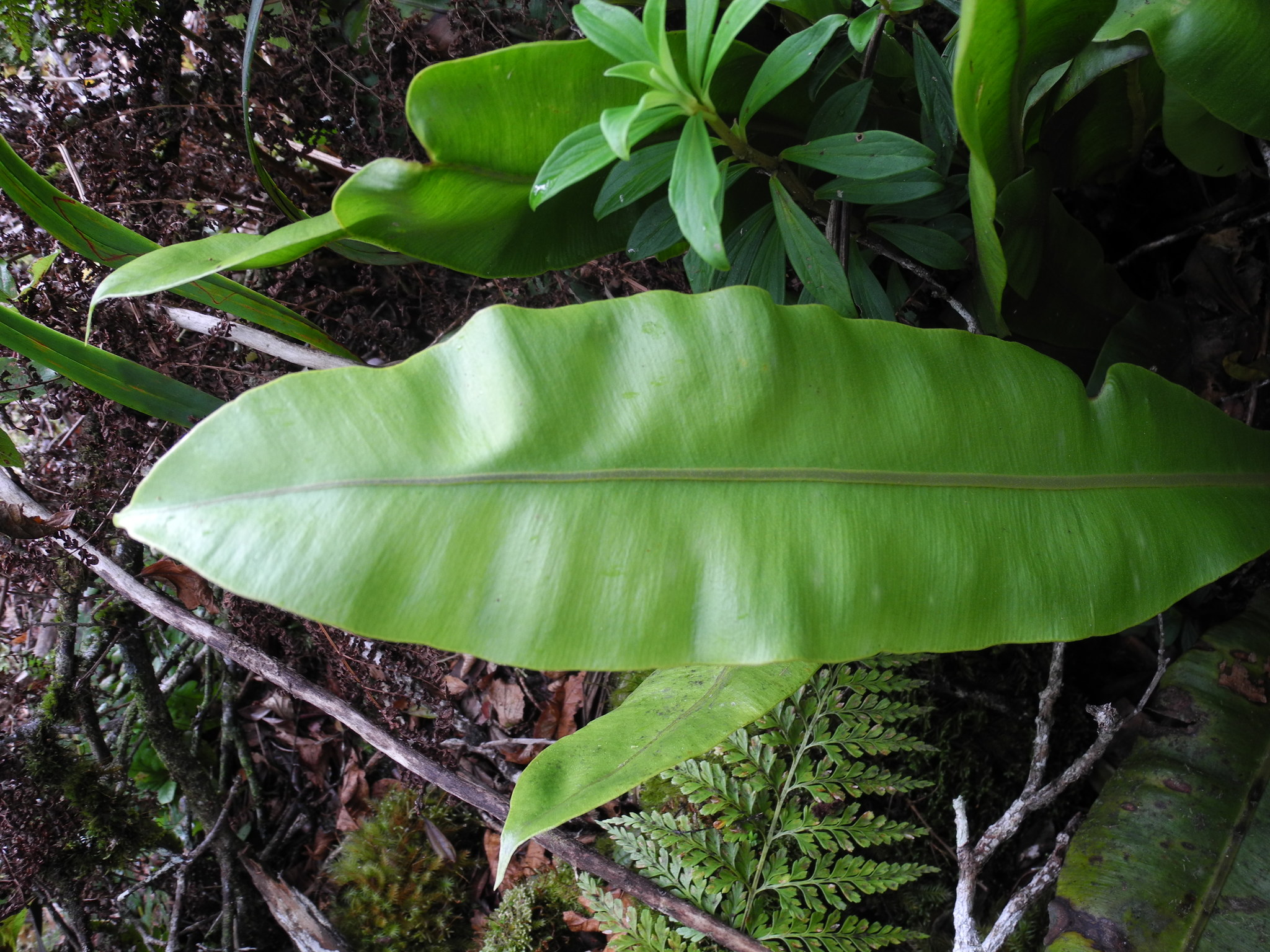 Elaphoglossum crassicaule