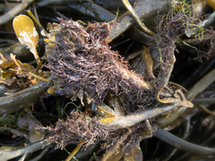 Vertebrata lanosa