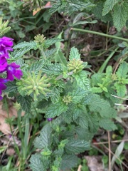 Glandularia megapotamica