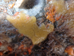 Halichondria bowerbanki