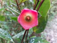 Symbolanthus elisabethae