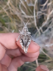 Spathalium audouinii