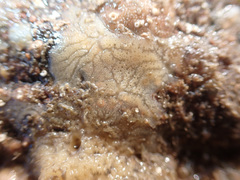 Haliclona indistincta