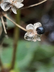 Allium microdictyon