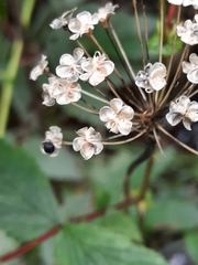 Allium microdictyon