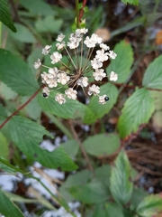 Allium microdictyon