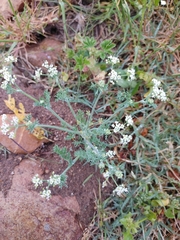 Capnophyllum lutzeyeri