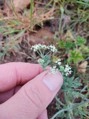 Capnophyllum lutzeyeri