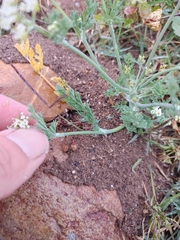 Capnophyllum lutzeyeri