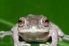 Raorchestes ponmudi