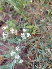 Capnophyllum lutzeyeri