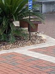 Sciurus carolinensis