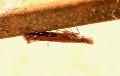 Isophrictis magnella