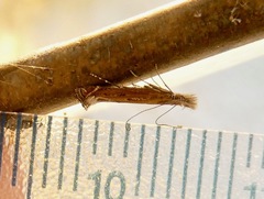Isophrictis magnella