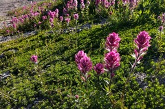 Castilleja parviflora olympica