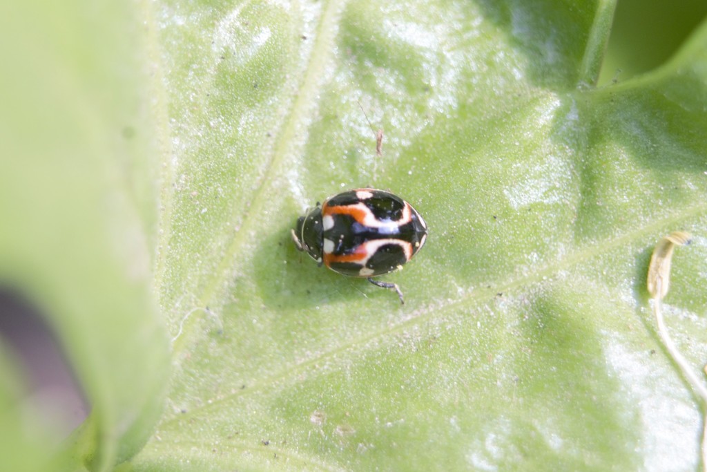 Cycloneda ancoralis in September 2020 by Sharon Kenny Christin