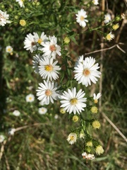 Symphyotrichum