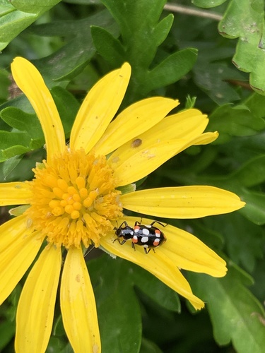Eriopis connexa photo 3