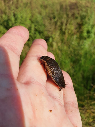 Great Diving Beetle, Noord-Brabant, NL, photo 10 of 10