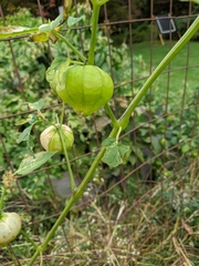 Physalis ixocarpa