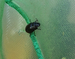 Hydrochara caraboides