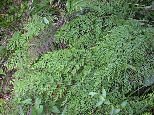 Fairy Fern