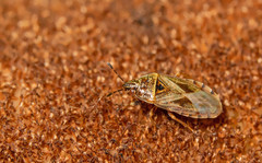 Chilacis typhae