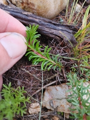 Oxalis confertifolia