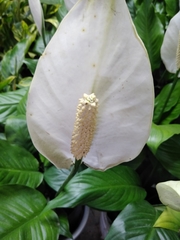 Spathiphyllum wallisii