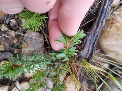 Oxalis confertifolia