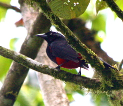 Hypopyrrhus pyrohypogaster