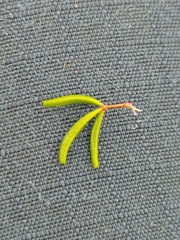 Oxalis confertifolia