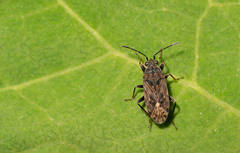 Peritrechus nubilus