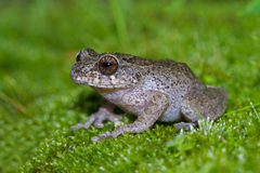 Cross-Backed Bush Frog photo 2