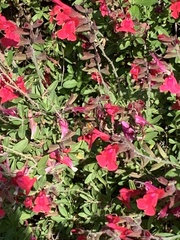 Apis mellifera