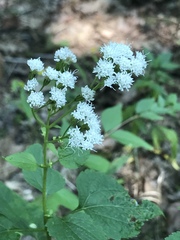 Ageratina altissima