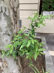 Blepharocalyx salicifolius