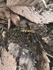 Poecilopompilus interruptus