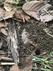 Poecilopompilus interruptus