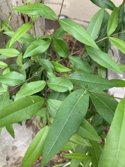 Blepharocalyx salicifolius