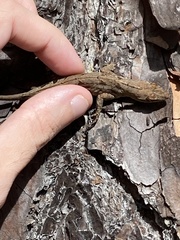 Anolis sagrei