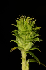 Rhopalomyia strobiligemma
