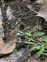 Poecilopompilus interruptus