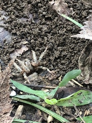 Poecilopompilus interruptus